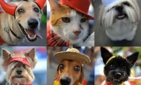 I Desfile solidario canino y felino