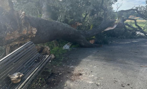 Adiós a la encina centenaria de San ...